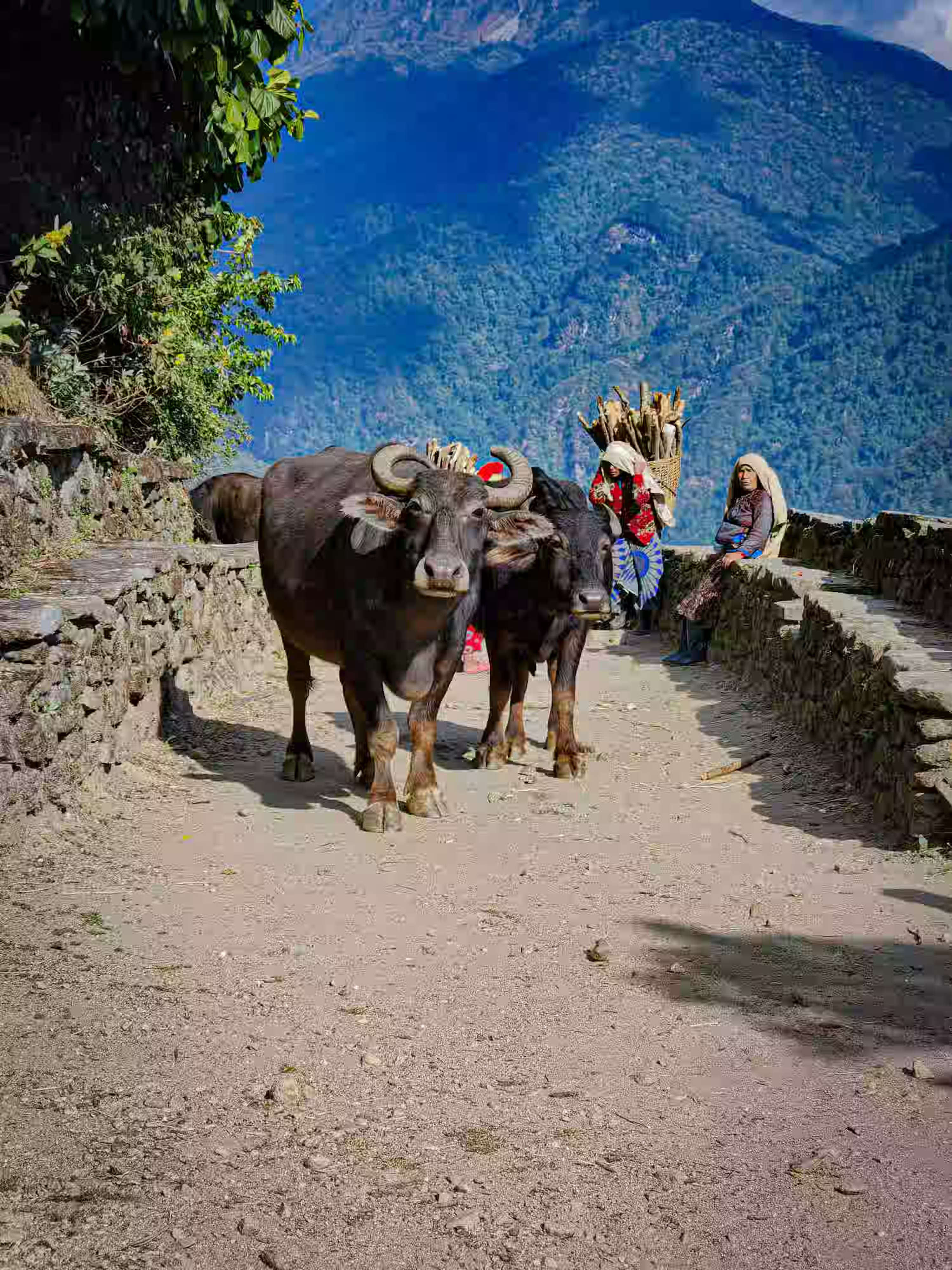 Solo woman traveler planning her custom trekking route through Nepal with SASANE guide